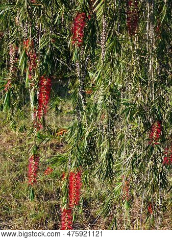 Red Callistemon Flowers Hang On A Tree Branch In The Bright Sun