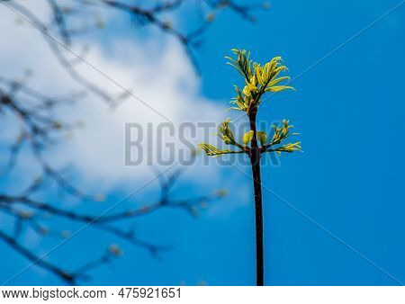 The New Growth In Spring From Phellodendron Sachalinense