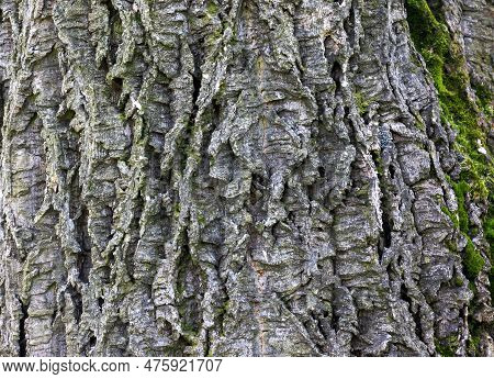 Close-up Of Cork Tree Bark. Cork Tree Or Phellodendron Sachalinense In Latin