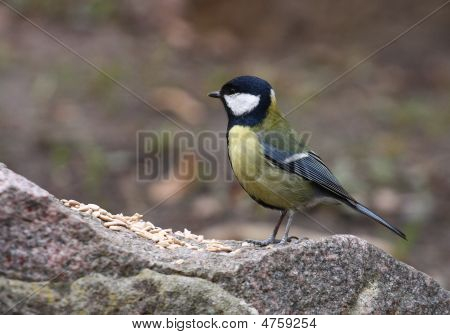 Titmouse większa