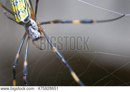 Beautiful Close-up Of Nephila Clavata Spider Known In Japan As Joro Gumo Isolated On Gray Background
