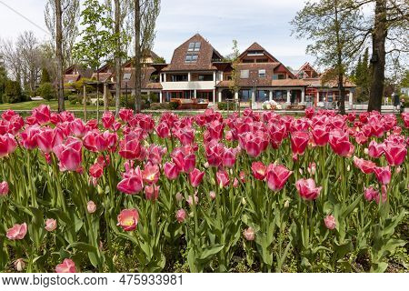 A Flowerbed Of Pink Tulips On The Shores Of Lake Constance In Kressbronn