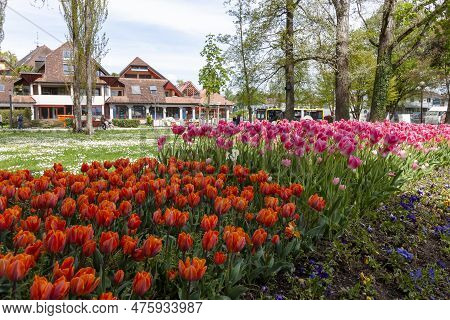 A Flowerbed Of Pink And Orange Tulips On The Shores Of Lake Constance In Kressbronn