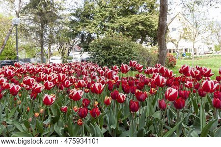 A Flowerbed Of White-red Tulips On The Shores Of Lake Constance In Kressbronn
