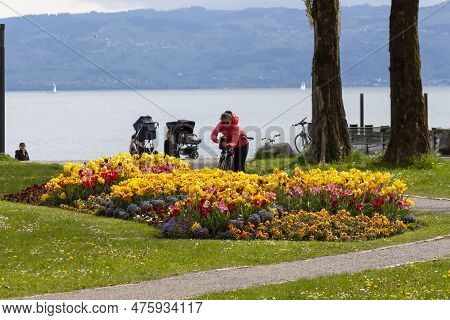 Kressbronn, Germany - April 30, 2023: A Large Number Of Terry Monsella Tulips On The Shores Of Lake 