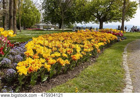 A Large Number Of Terry Monsella Tulips On The Shores Of Lake Constance In Kressbronn