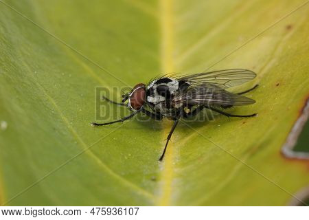 Closeup On The Handsome Grey And Black Dotted Anthomyia Procellaris Fly In The Garden
