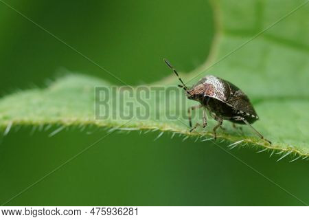 Closeup On The Small Metallic Colored Woundwort Shieldbug, Stagonomus Venustissimus In The Garden