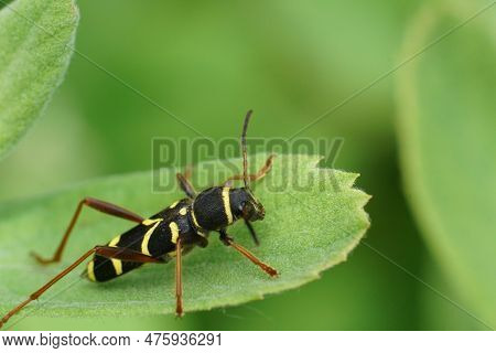 Closeup On The Colorful Wasp Mimicking Longhorn Beetle , Wasp Beetle On A Green Leaf