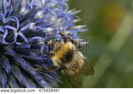 Closeup On A Fluffy Hairy Queen White-tailed Bumblebee , Bombus Lucorum On A Blue Thistle Flower