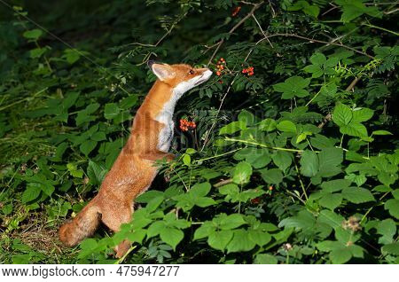 Close Up Of A Red Fox (vulpes Vulpes) Eating Rowan Berries In Late Summer, Uk.