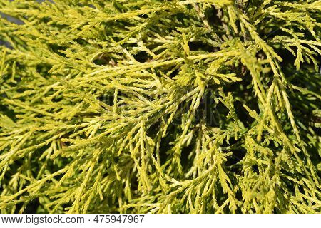 Sawara Cypress Filifera Aurea In The Garden
