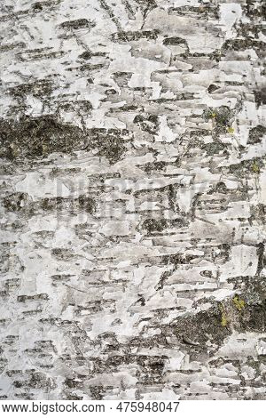 Pubescent Birch Tree White And Gray Bark Detail