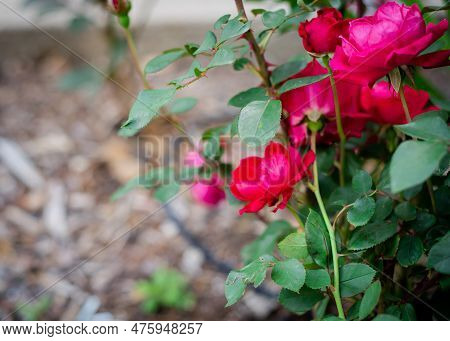 Front Yard Porch Rose Blooming In Cherry-red Color And Dark Green Foliage Shrub, Mulched Ground In D