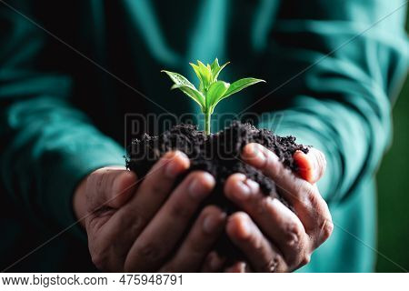 World Environment Day. Hands Planting The Seedlings Into Soil. Idea Of Protecting The Environment An
