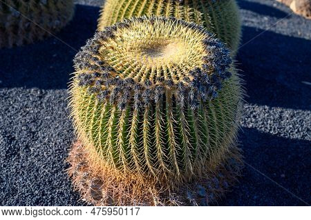 Botanical Garden With Different Tropical Succulent Plants Green Cactuses