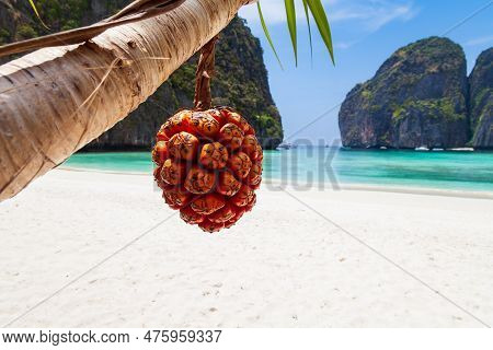 The Legendary Maya Bay Beach Without People With A Beautiful Beach Of Sand, Clear Turquoise Water An