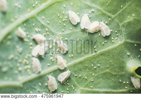 Whitefly Aleyrodes Proletella Agricultural Pest On Cabbage Leaf.