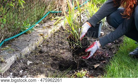 A Woman In Red Gloves Is Planting Flowers In The Garden.