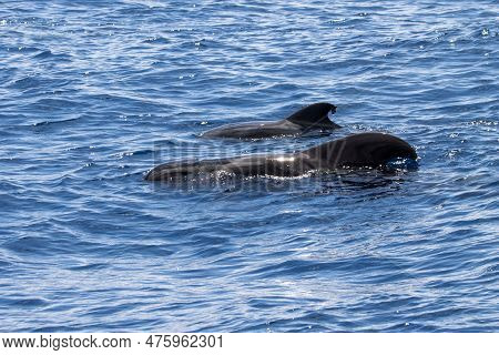 Female Short-finned Pilot Whale, Globicephala Macrorhynchus, With A Calf