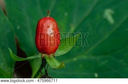 Seed Of Trillium Wildflower  With Copy Space To Right