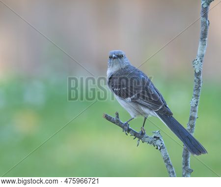 Mockingbird Perched On A Trre Branch Looking Left.