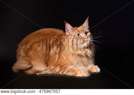 Beautiful Red Cat Close-up On A Black Background Of The Meikun Breed.
