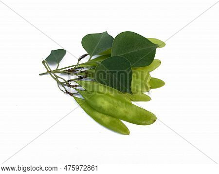 Green Sheesham Dalbergia Sissoo Fali Rosewood With Leaves,isolated On White Background