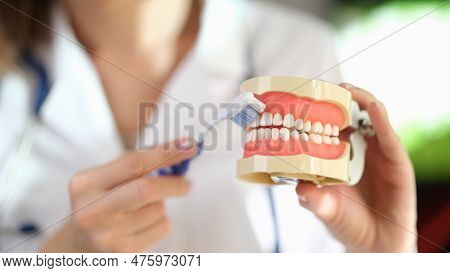 Close-up Of Doctor Stomatologist Showing How To Brush Teeth Properly. Teeth Orthodontic Dental Model