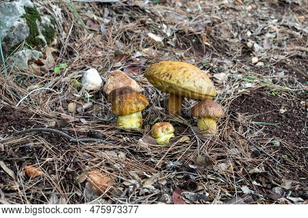 Family Of Young Edible Mushroom - Obabok Blackening - Leccinellum Lepidum Make Their Way Through A L