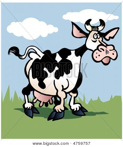 Kráva