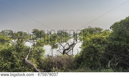 Green Trees And Bushes Grow On The Shores Of The Lake In A Swampy Area. A Bird Is Sitting On Dry Bra