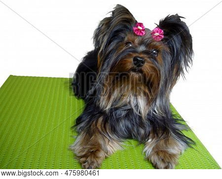 Cute Dog On House S And S
