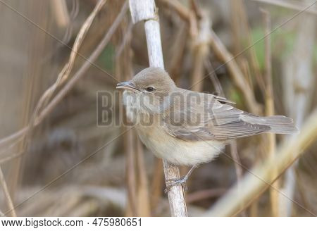 Garden Warbler, Sylvia Borin. A Bird Sits In A Thicket Of Reeds On A Riverbank