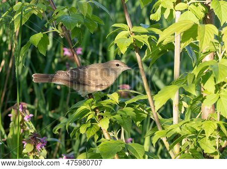 Garden Warbler, Sylvia Borin. A Bird Sits On A Branch Of A Bush