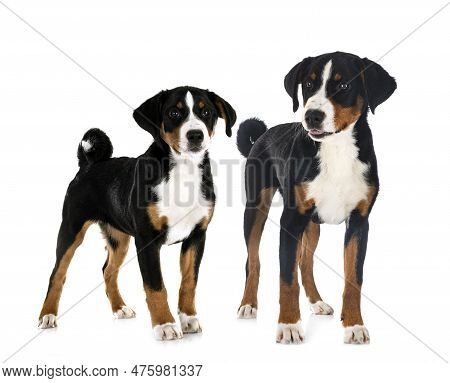 Puppies Appenzeller Sennenhund In Front Of White Background