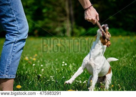 Owner Playing With Dog At Green Field, Woman Training Her Dog, Pet Bites Stick While Walking Outdoor