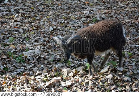An Adult Brown Soay Sheep On A Dry Leaf On The Right Side Of The Frame
