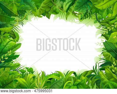 Cartoon Jungle Frame. Rainforest Plants, Heaven Or Eden Garden, Tropical Forest Flora Vector Backgro