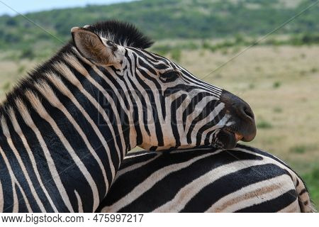 Zebras At The Addo Elephant National Park In South Africa