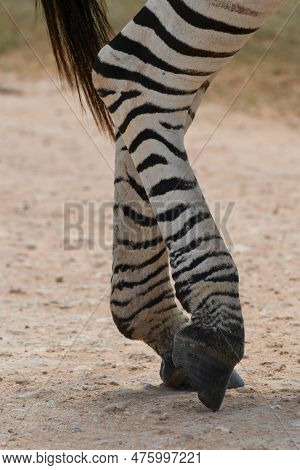 Zebras At The Addo Elephant National Park In South Africa
