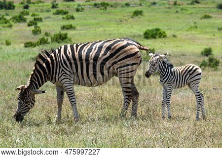 Zebras At The Addo Elephant National Park In South Africa