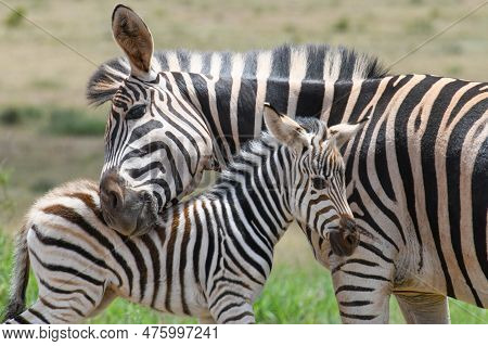 Zebras At The Addo Elephant National Park In South Africa