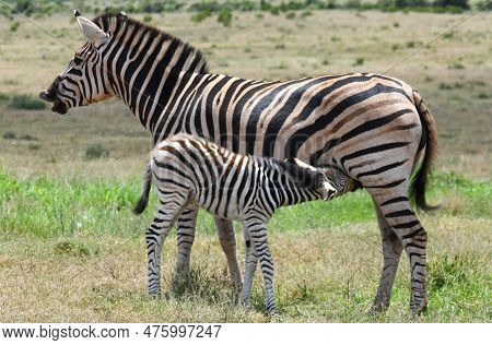 Zebras At The Addo Elephant National Park In South Africa