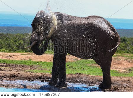 Elephant At The Addo Elephant National Park In South Africa