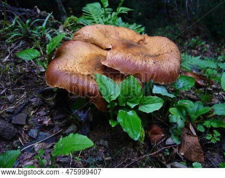 Mushroon In The Forest S And S