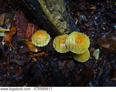 Mushroon In The Forest S And S