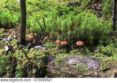 Mushroon In The Forest S And S