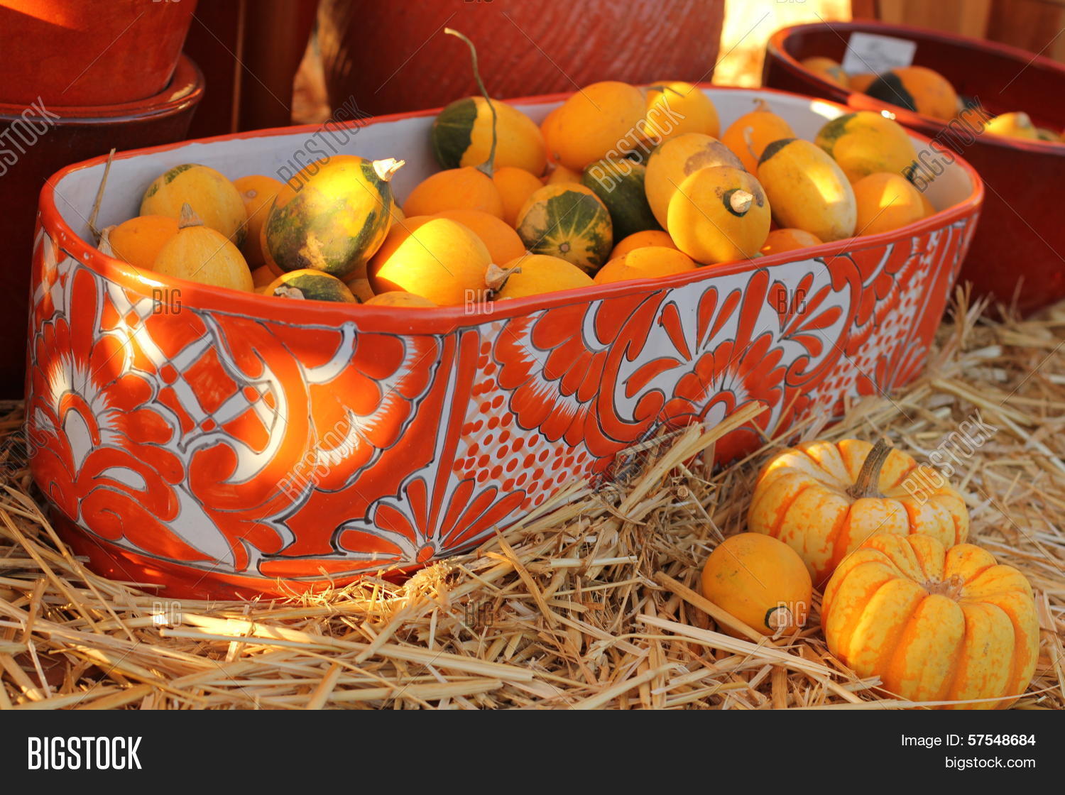 Small Gourds Punpkins Image & Photo (Free Trial) Bigstock