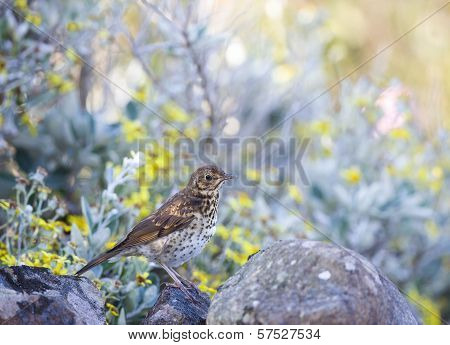 Song Thrush - Turdus Philomelos